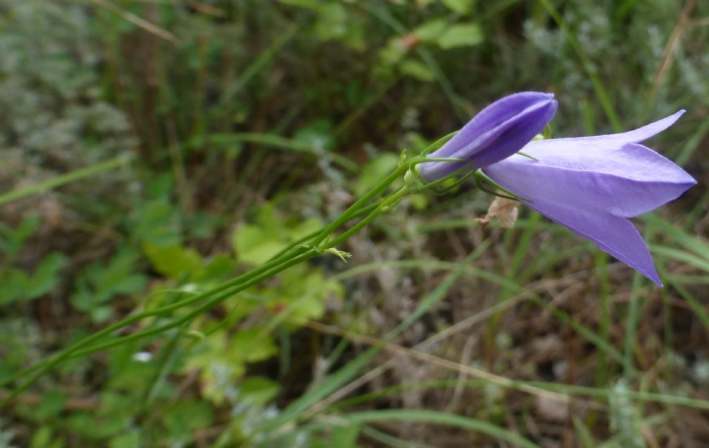 Campanula sabatia  / Campanula di Savona